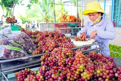 Ba Moi’s vineyard in Ninh Thuan - ảnh 3